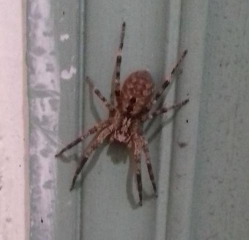 Réf. 299 792 : Zoropsis spinimana